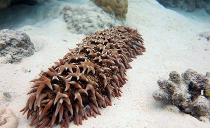 The prickly redfish, an endangered sea cucumber fished on the Great Barrier Reef, and globally.